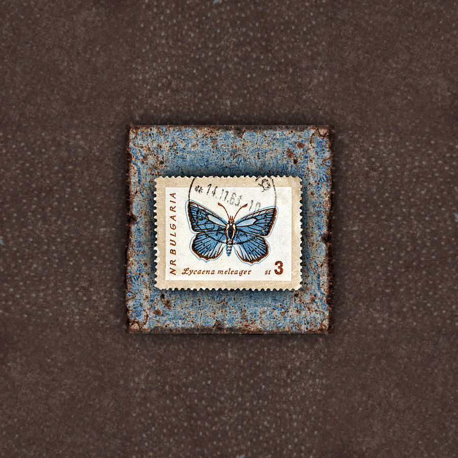 Butterfly Photograph - Blue Butterfly on Copper by Carol Leigh