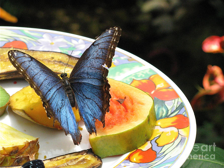 Blue Butterfly on Fruit Plate Photograph by Melinda Saminski