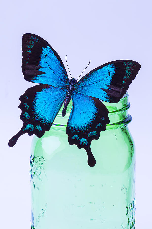 Blue Butterfly On Green Jar Photograph by Garry Gay