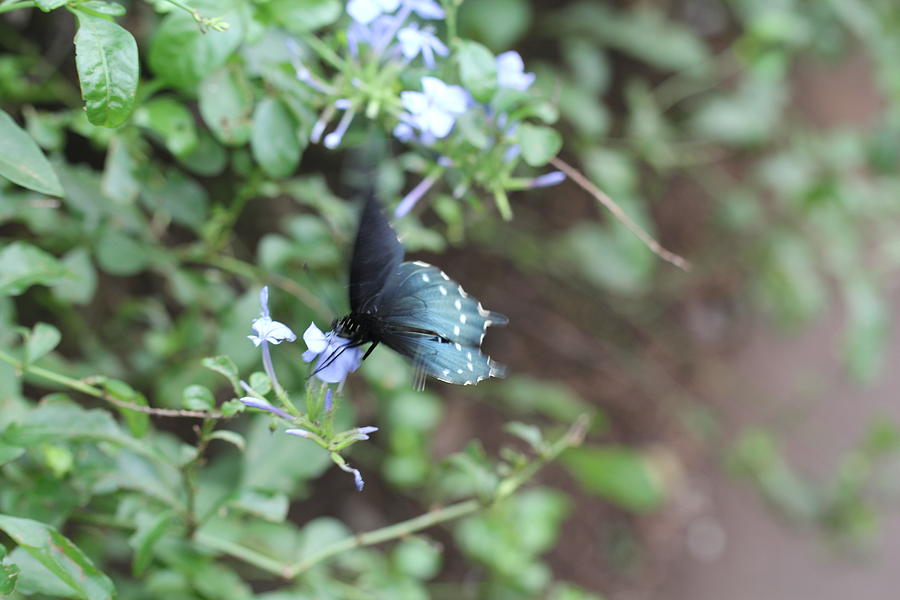 Blue Butterfly on purple flower Photograph by Denise Cicchella