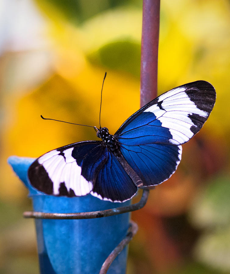 Blue Butterfly  Photograph by Saija Lehtonen