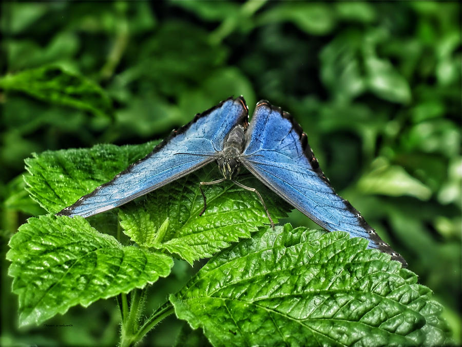 Animal Photograph - Blue Butterfly by Thomas Woolworth