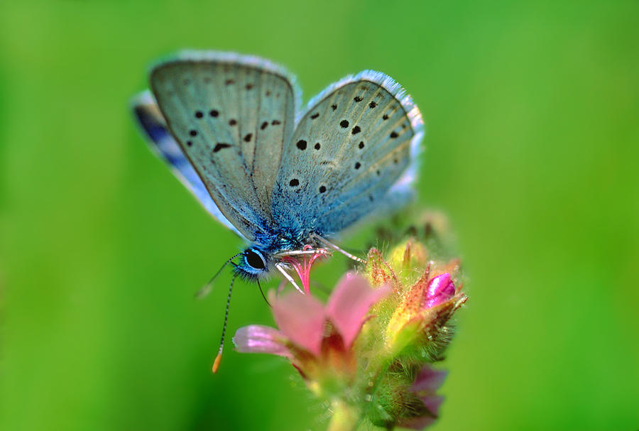Blue Butterfly Photograph by Wernher Krutein