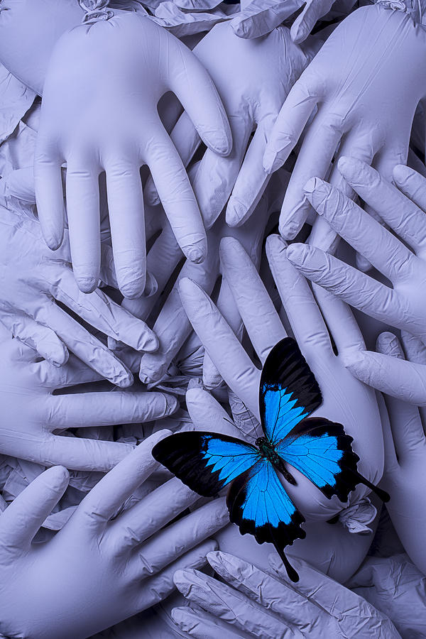 Still Life Photograph - Blue Butterfly With Gary Hands by Garry Gay