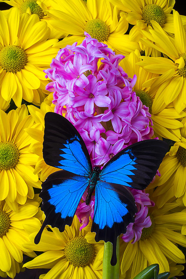 Blue Butterfly With Hyacinth Photograph by Garry Gay - Fine Art America