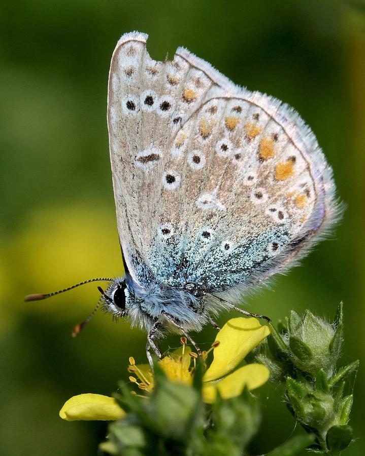 Blue Butterfly with Notched Wings Photograph by Doris Potter