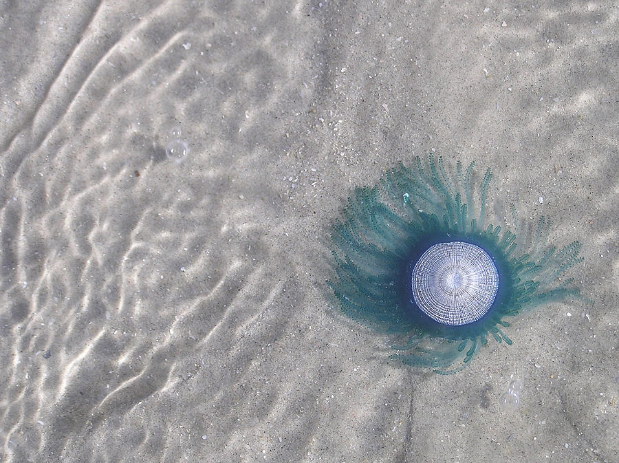 Blue Button Jellyfish Photograph by Adam Johnson
