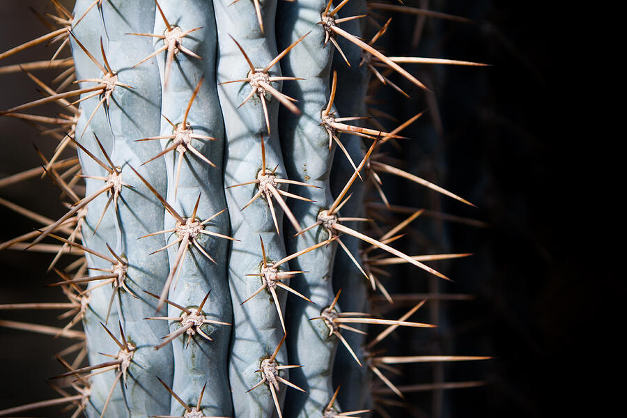 Blue Cactus Photograph by John Wadleigh