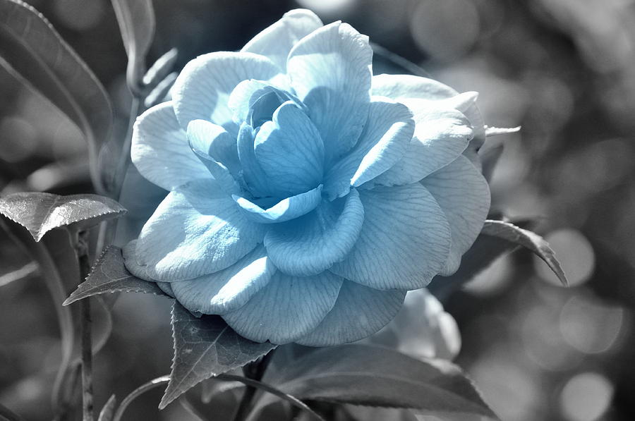 Flower Photograph - Blue Camellia by Dustin Bridges