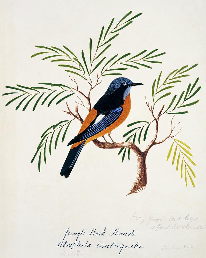 Blue-capped Rock Thrush Photograph by Natural History Museum, London/science Photo Library