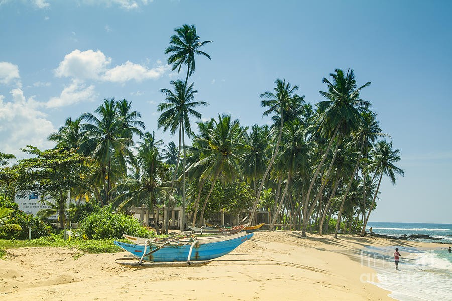 Blue Catamaran at a beach with coconut palm trees Photograph by Gina Koch