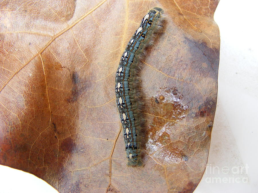 Blue Caterpillar Photograph By Nancy Kane Chapman Pixels