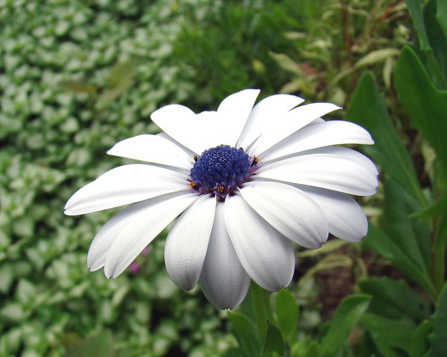 Blue Center Daisy Photograph by Rosanne Jordan - Fine Art America