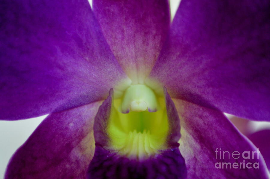 Orchid Photograph - Blue Charm X Aridang Blue Orchid - 2 by Mary Deal