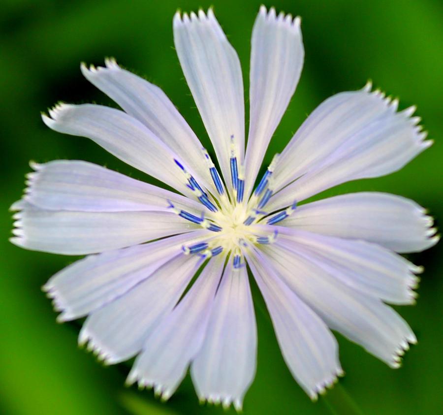 Flower Photograph - Blue Chicory by Candice Trimble