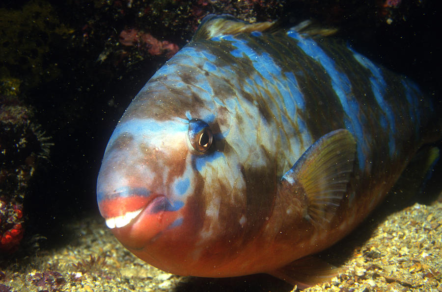 Fish Photograph - Blue Chin Parrotfish by Greg Ochocki