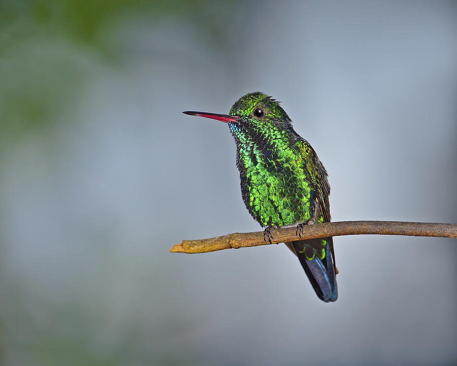 Blue-chinned Sapphire  Photograph by Tony Beck