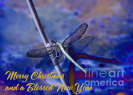 Dragonfly Photograph - Blue Christmas by Beverly Guilliams
