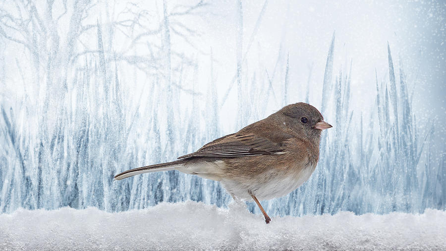 Blue Christmas Junco Photograph by Bill and Linda Tiepelman