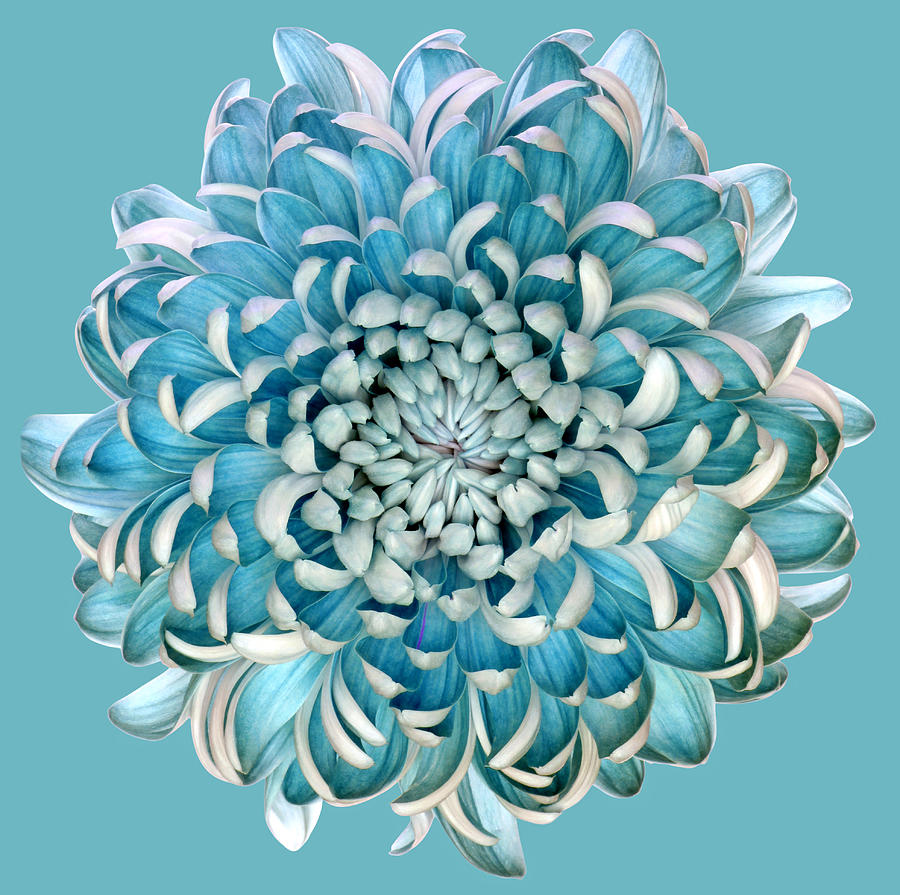 Blue Chrysanth Photograph by Brianhaslam