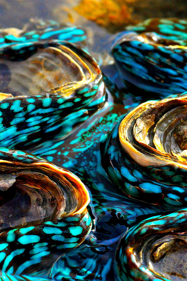 Nature Photograph - Blue Clams by Casey Herbert