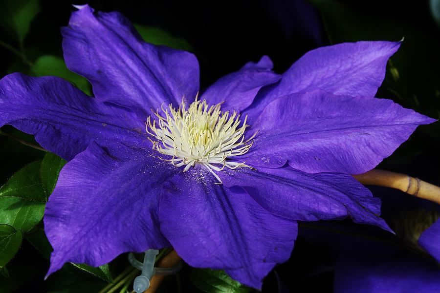 Summer Photograph - Blue Clematis by Bruce Bley