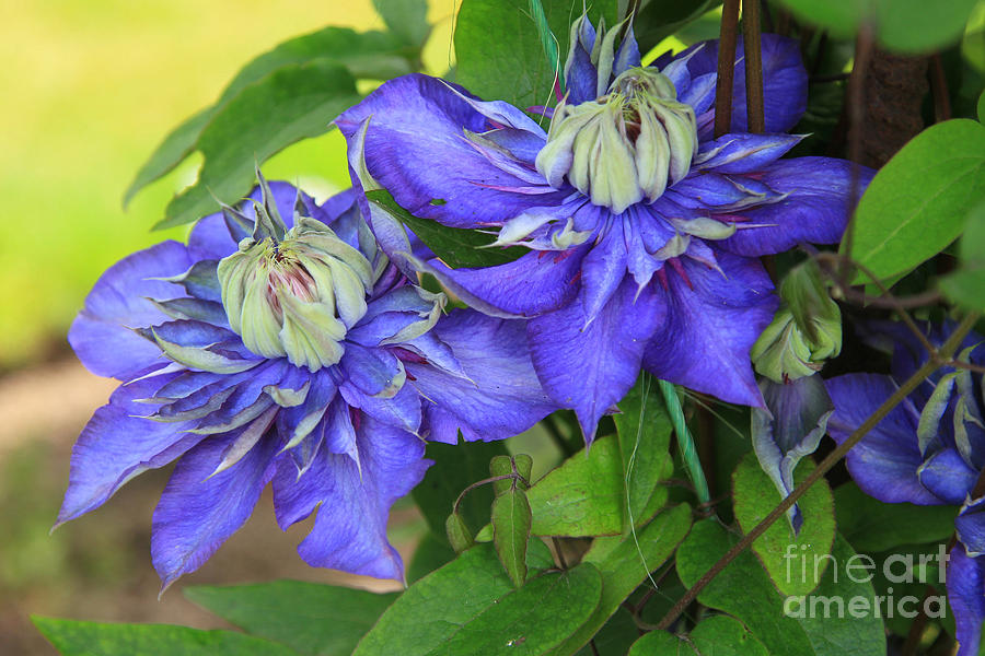 Blue Clematis Photograph by Jeanette French