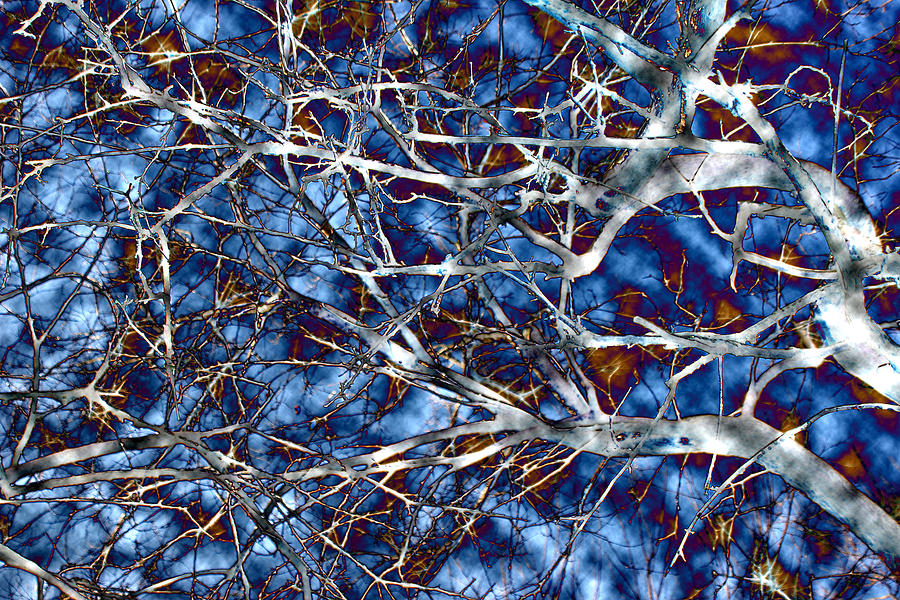 Blue Clouds and Branches Photograph by Jean Macaluso