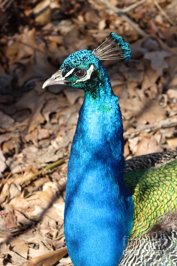 Peacock Bird Photograph - Blue Cock by Shirley Sullivan