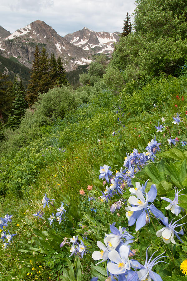 Blue Columbine Landscape Photograph by Cascade Colors - Fine Art America