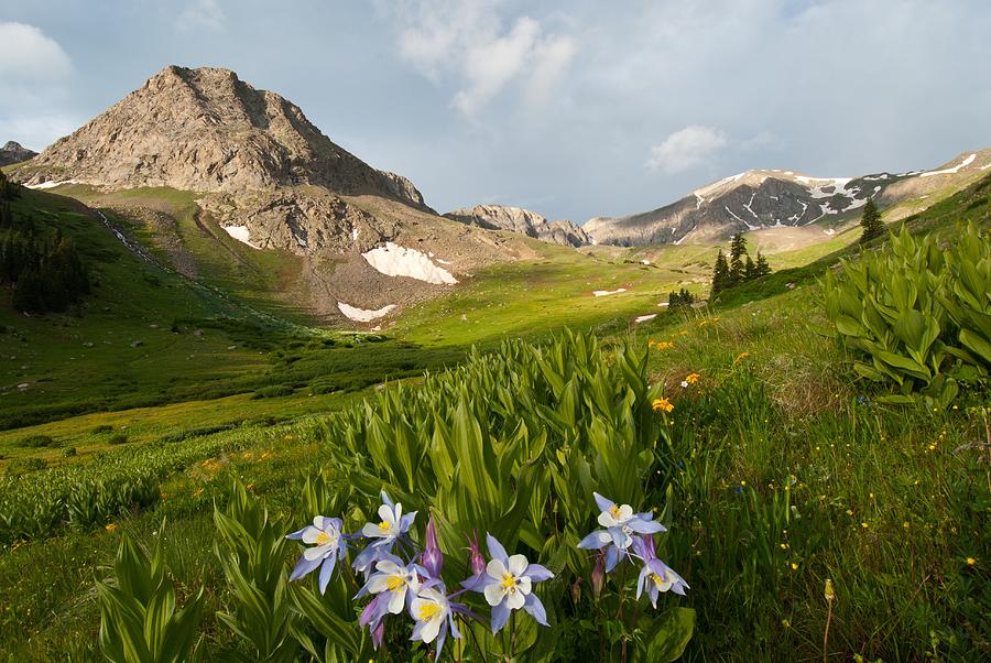 Handies Peak and Blue Columbine on a Summer Morning Photograph by Cascade Colors