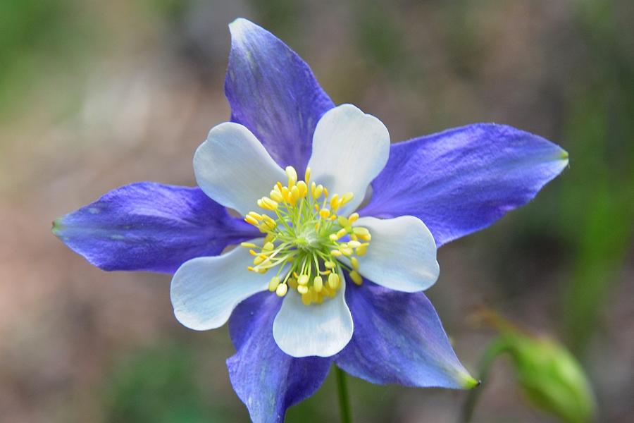 Blue Columbine - State Flower of Colorado Photograph by Marilyn Burton