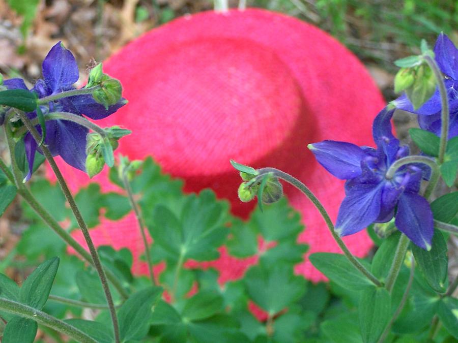 Blue Columbines With Red Hat Photograph by Kathleen Luther