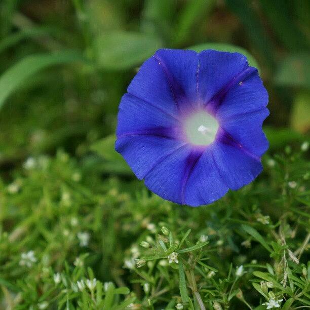 Nature Photograph - Blue Convulvulus flower in the garden by Liz Grimbeek