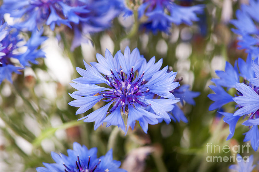 Blue cornflower flowerhead detail  Photograph by Arletta Cwalina