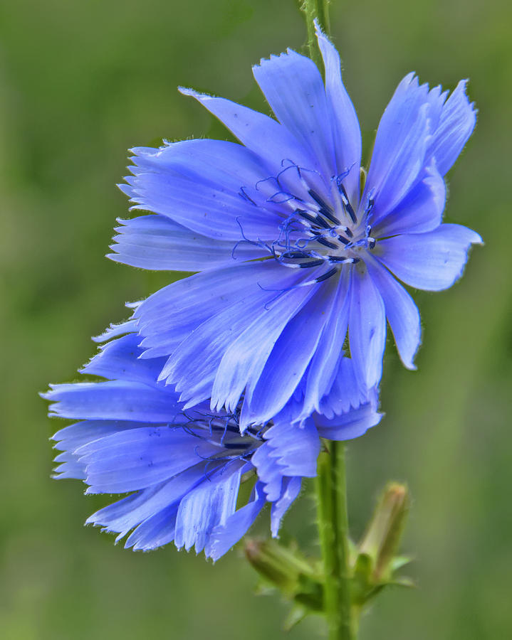 Blue Cornflower Photograph by Betty Eich