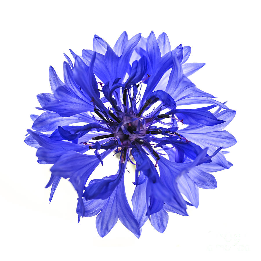 Blue cornflower flower Photograph by Elena Elisseeva
