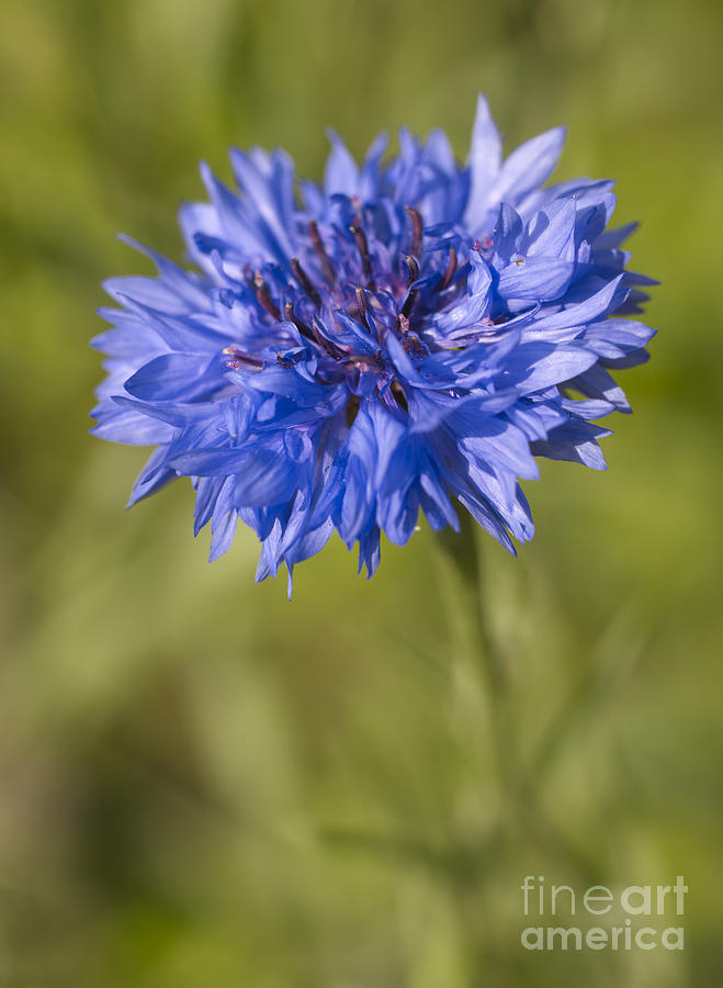 Blue Cornflower Photograph by Tony Cordoza