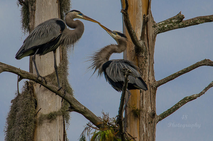 Heron Photograph - Blue Courtship by Brian Manley