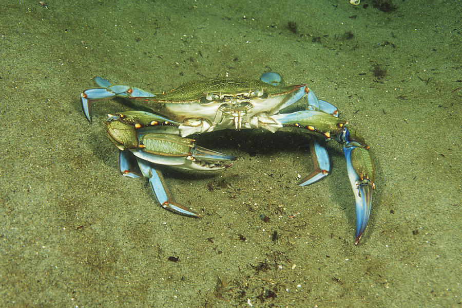 Blue Crab Callinectes Sapidus Photograph By Andrew J Martinez Fine Art America 3094