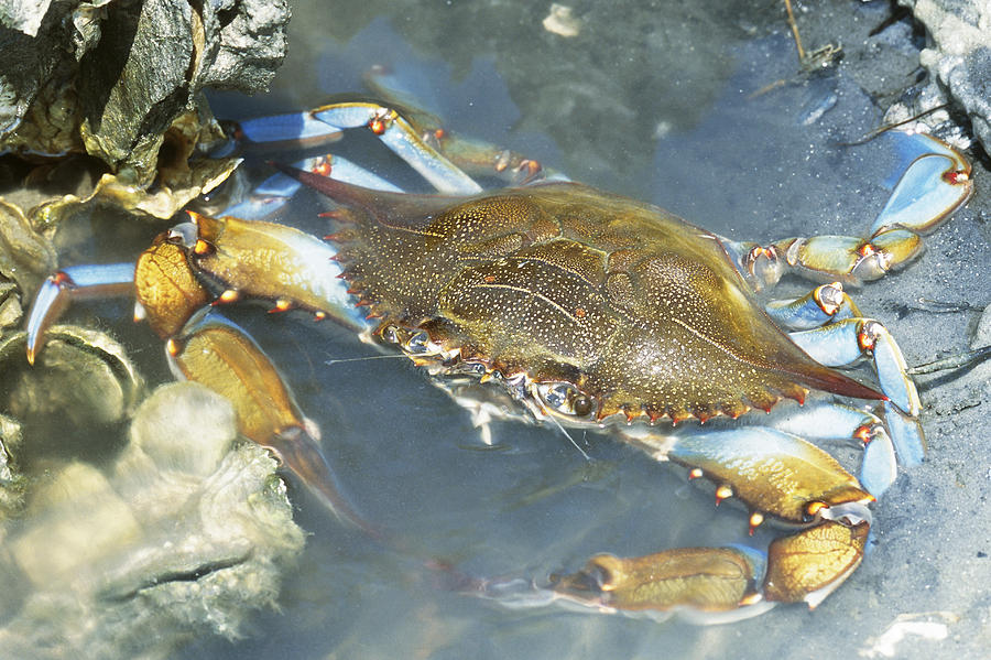 Blue Crab Callinectes Sapidus Photograph By Millard H Sharp Fine Art America 7696