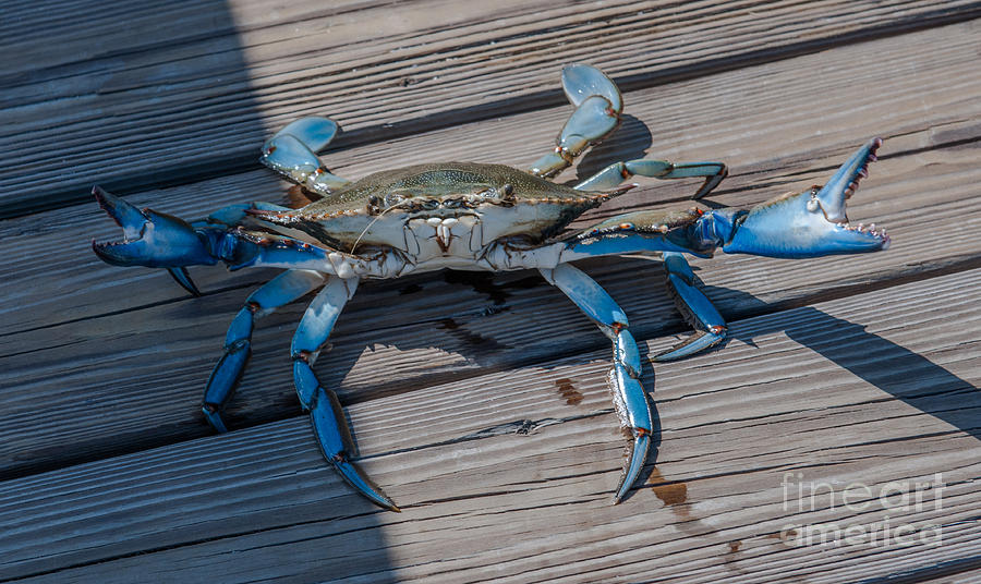 Blue Crab Photograph by Dale Powell