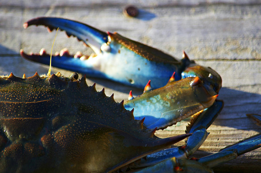 Shell Photograph - Blue Crab I by Thomas Schultheis