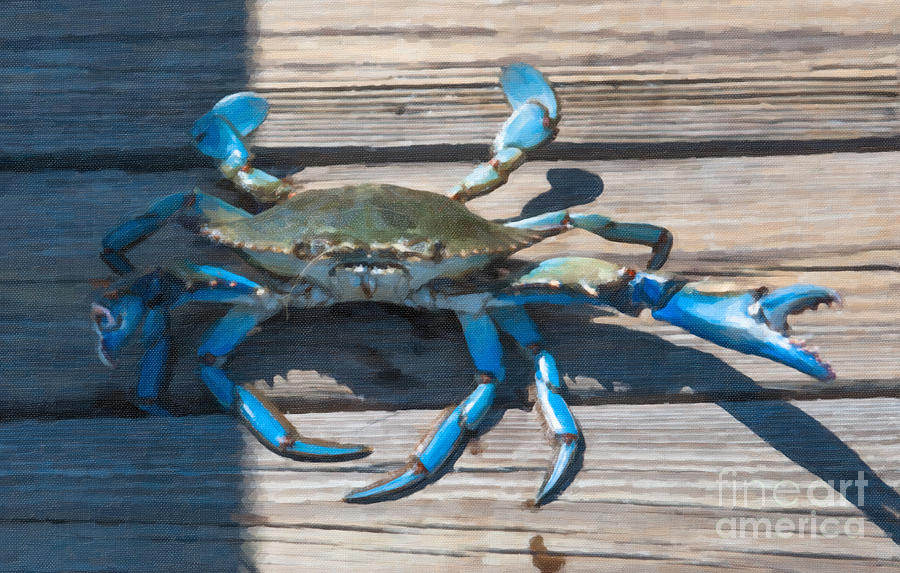 Blue Crab Madness Photograph by Dale Powell