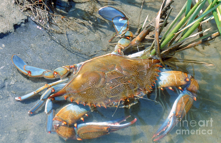 Animal Photograph - Blue Crab by Millard H. Sharp