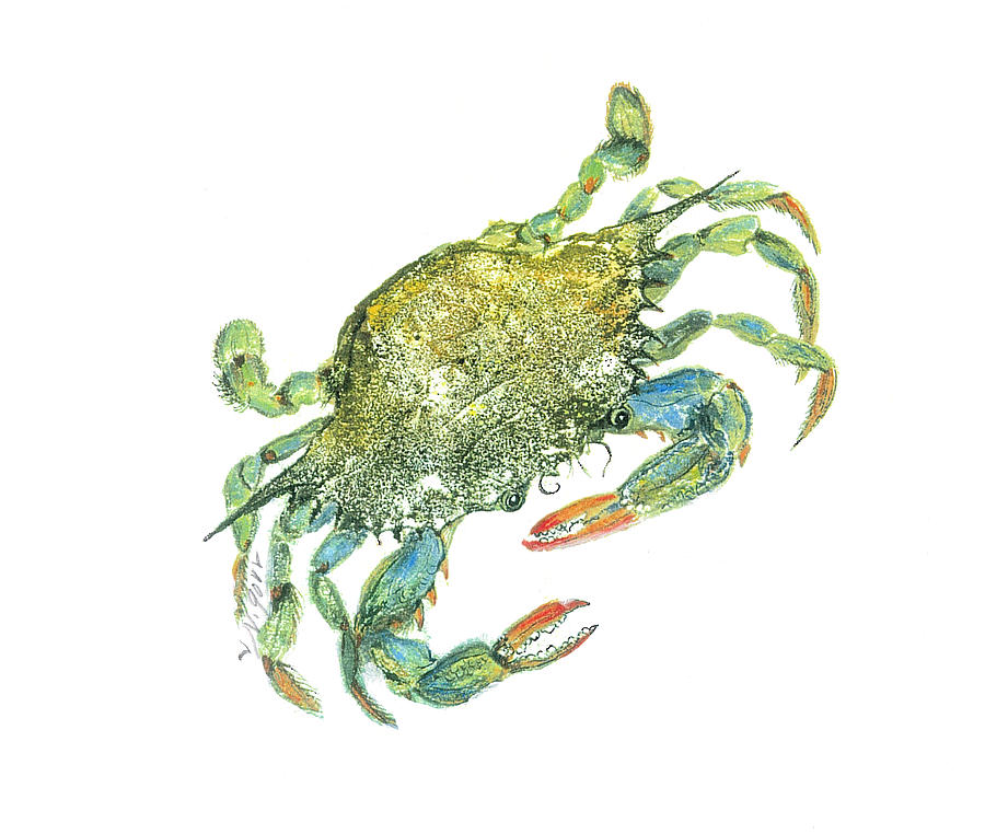 Fish Mixed Media - Blue Crab by Nancy Gorr