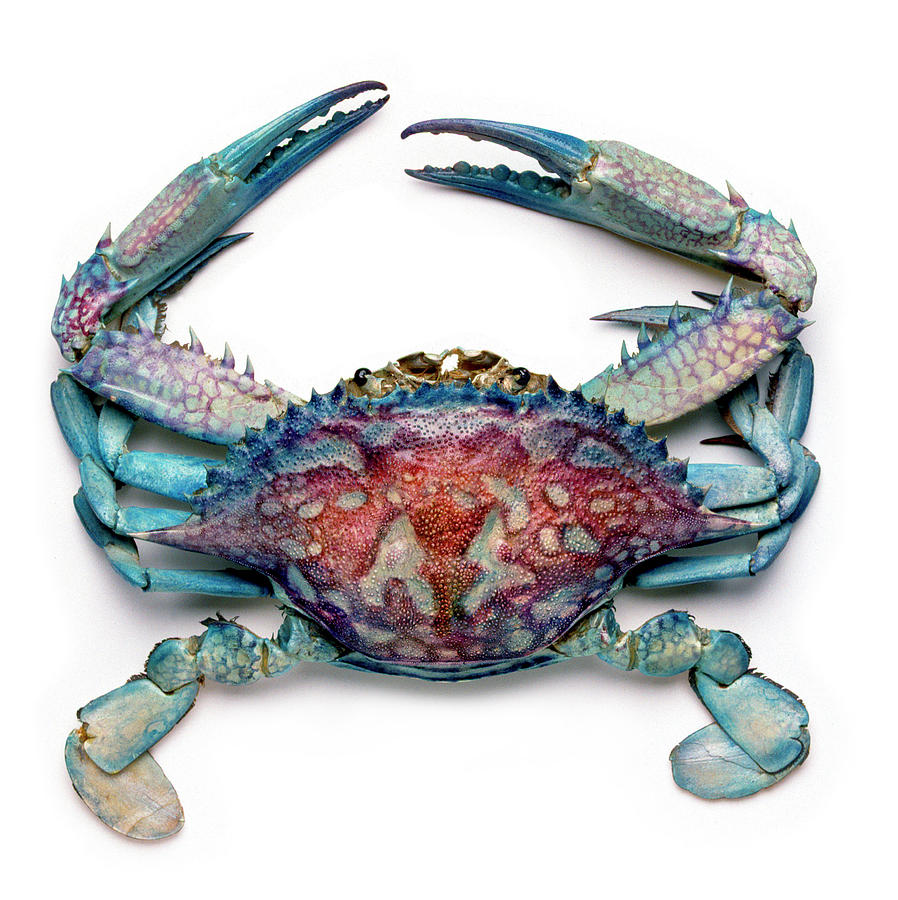 Blue Crab Photograph by Natural History Museum, London/science Photo  Library - Fine Art America