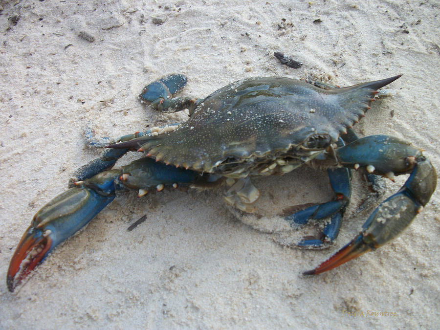 Beach Photograph - Blue Crab by Paula Rountree Bischoff