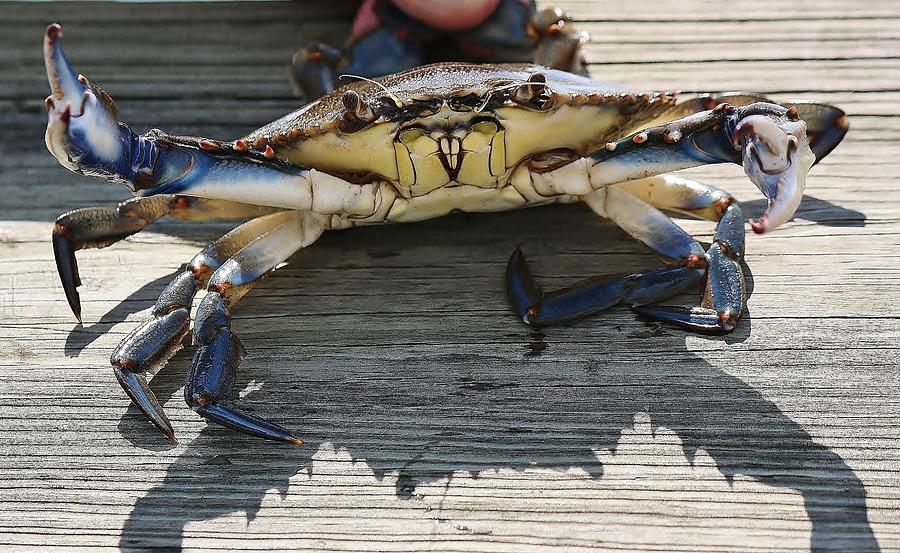 Blue Crab Photograph by Paulette Thomas