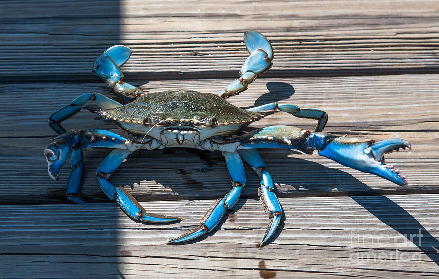 Blue Crab Pincher Photograph